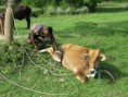 /album/galleria-foto-prima-farm/img-5852-copia-jpg/